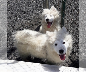 Samoyed Dogs for adoption in San Pablo, CA, USA
