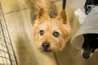 Norwich Terrier Dogs for adoption in Durham, NC, USA