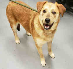 Golden Shepherd Dogs for adoption in Peoria, IL, USA