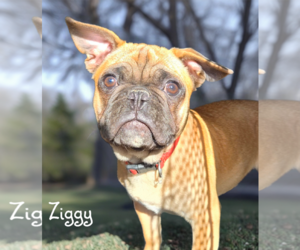 Frenchie Pug Dogs for adoption in Phelan, CA, USA