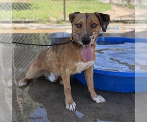 Medium Photo #1 Mutt Puppy For Sale in Modesto, CA, USA