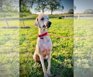 Goldendoodle Dogs for adoption in Pacolet, SC, USA