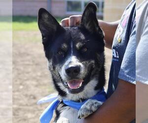 German Shepherd Dog-Unknown Mix Dogs for adoption in San Antonio, TX, USA