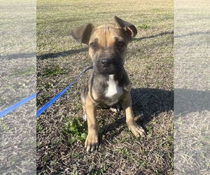 Boxer-Unknown Mix Dogs for adoption in Tarrytown, GA, USA