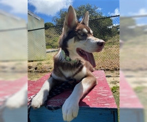 Alaskan Malamute Dogs for adoption in Salinas, CA, USA