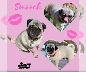 Pug-Unknown Mix Dogs for adoption in Lindsay, CA, USA