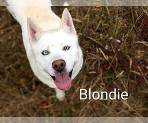 Siberian Husky Dogs for adoption in McKinleyville, CA, USA