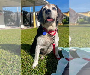 Beagle Dogs for adoption in Dunnellon, FL, USA