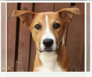 Labrador Retriever-Unknown Mix Dogs for adoption in Fort Pierce, FL, USA
