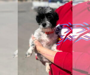 Shih Tzu-Unknown Mix Dogs for adoption in New London, WI, USA
