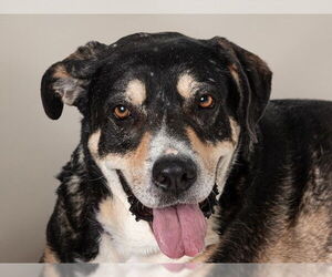 German Shepherd Dog-Unknown Mix Dogs for adoption in San Andreas, CA, USA