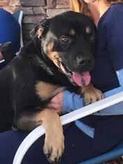 Rottweiler-Unknown Mix Dogs for adoption in Valrico, FL, USA