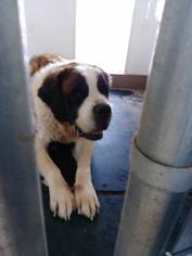 Medium Photo #1 Saint Bernard Puppy For Sale in Lewistown, PA, USA