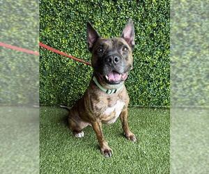 Boxer-Unknown Mix Dogs for adoption in Naples, FL, USA