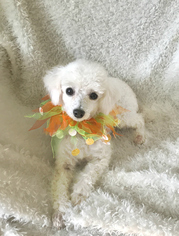 Poodle (Toy) Dogs for adoption in Little Rock, AR, USA