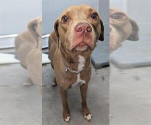 Labrador Retriever-Unknown Mix Dogs for adoption in Mobile, AL, USA