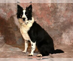 Border Collie Dogs for adoption in West Valley, UT, USA