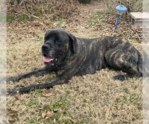 Mastiff Dogs for adoption in Edmond, OK, USA