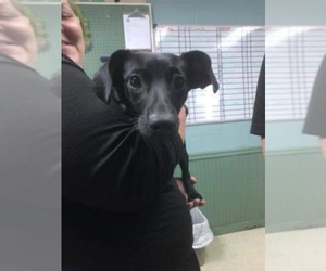 Dachshund Dogs for adoption in Clarkesville, GA, USA