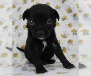 Chug Dogs for adoption in Morton Grove, IL, USA