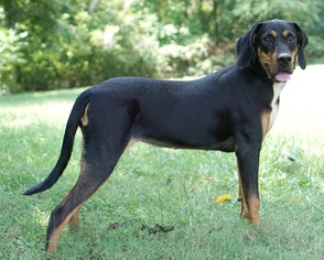 Medium Photo #1 Black and Tan Coonhound-Unknown Mix Puppy For Sale in Rocky Mount, VA, USA