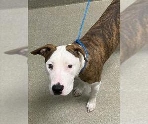 American Pit Bull Terrier-Unknown Mix Dogs for adoption in Las Vegas, NV, USA