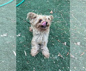 Mutt Dogs for adoption in MIDWAY, UT, USA