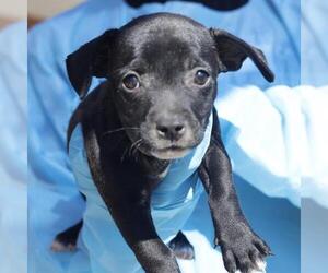 Mutt Dogs for adoption in San Antonio, TX, USA