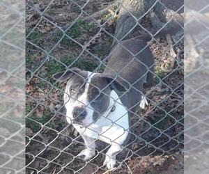 American Pit Bull Terrier-Basset Hound Mix Dogs for adoption in Blairsville, GA, USA
