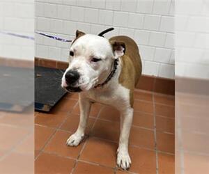 Staffordshire Bull Terrier Dogs for adoption in Camarillo, CA, USA
