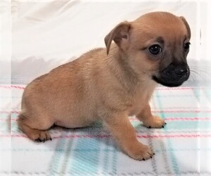 Medium Photo #1 Chihuahua-Unknown Mix Puppy For Sale in Olalla, WA, USA