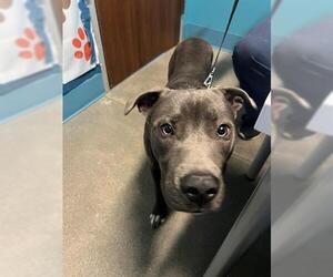 American Pit Bull Terrier-Unknown Mix Dogs for adoption in Houston, TX, USA