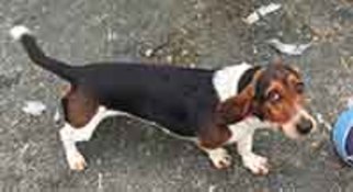 Basenji Dogs for adoption in Chantilly, VA, USA