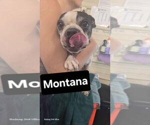 Boston Terrier Dogs for adoption in Foristell, MO, USA