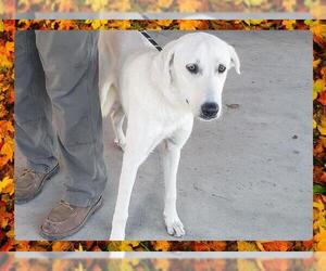 Great Pyrenees Dogs for adoption in Ojai, CA, USA
