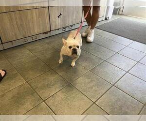 French Bulldog Dogs for adoption in San Antonio, TX, USA