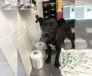 Labrador Retriever Dogs for adoption in San Bernardino, CA, USA