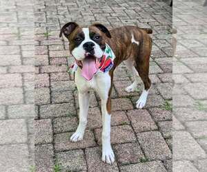 Boxer Dogs for adoption in Dumont, NJ, USA
