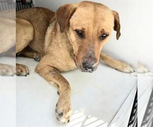 Labrador Retriever-Unknown Mix Dogs for adoption in Houston, TX, USA
