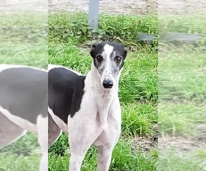 Greyhound Dogs for adoption in Pembroke, GA, USA