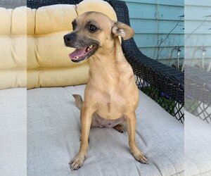 Chipin Dogs for adoption in San Diego , CA, USA