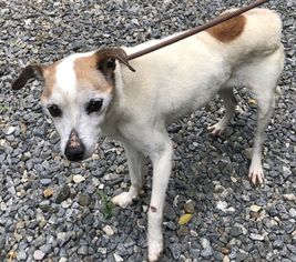 Jack Russell Terrier Dogs for adoption in Rockaway, NJ, USA
