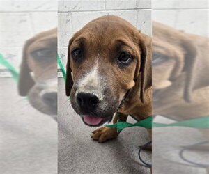 Mastiff-Unknown Mix Dogs for adoption in San Bernardino, CA, USA