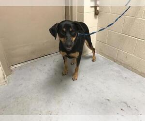 Rotterman Dogs for adoption in Conroe, TX, USA