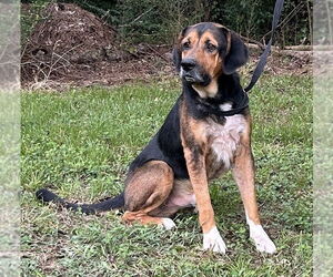 Mutt Dogs for adoption in Wetumpka, AL, USA