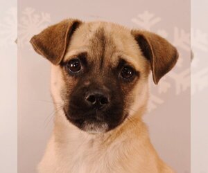 Puggle Dogs for adoption in Sheridan, CO, USA
