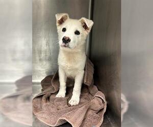 Labrador Retriever-Unknown Mix Dogs for adoption in Conroe, TX, USA