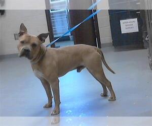 American Pit Bull Terrier-Unknown Mix Dogs for adoption in Fayetteville, NC, USA
