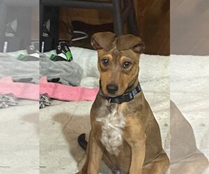 Doberman Pinscher-Mountain Cur Mix Dogs for adoption in Aurora, OH, USA