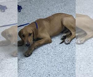 Labrador Retriever-Unknown Mix Dogs for adoption in Conroe, TX, USA